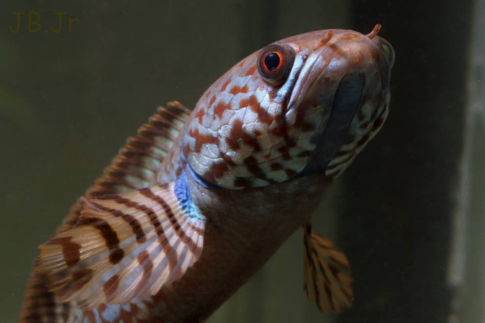 Channa bleheri - CHANNA - FICHES